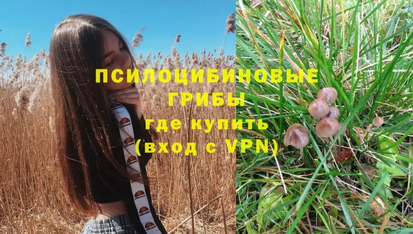 прущие грибы Новодвинск